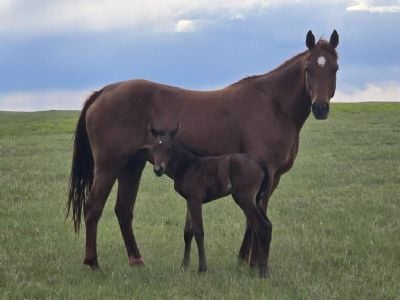 Too Suen Ms <BR> AQHA 6133575